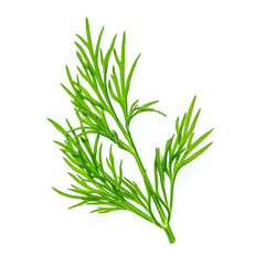 Fresh green dill herb isolated on white background