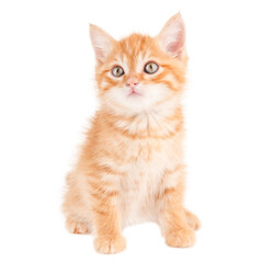 ginger little cat sitting on isolated background