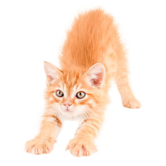 ginger little cat sitting on isolated background