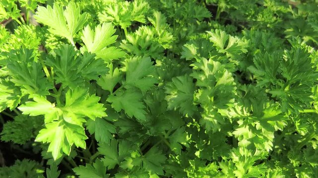 Closeup video of fresh parsley seedlings in the sunlight. Green leaves of parsley. Parsley plant in a garden.	