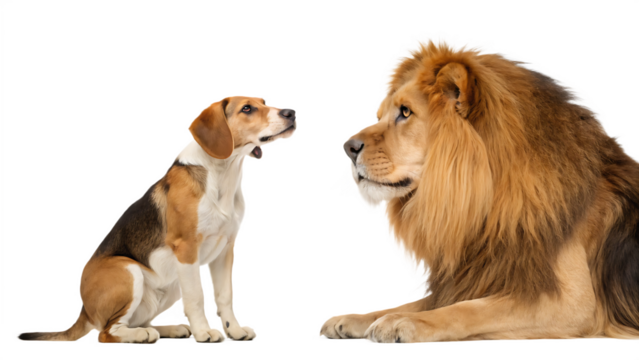 A beagle dog and a lion facing each other animals wildlife isolated on a transparent background