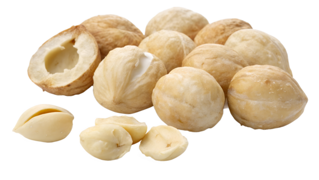 “Ultra HD Isolated Image of Candlenuts (Kukui Nuts) – White Background”