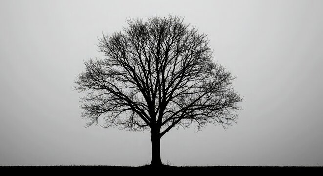 A solitary, bare tree stands silhouetted against a muted, overcast sky, its intricate branches reaching outwards.