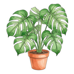 A lush, vibrant monstera plant in a terracotta pot.
