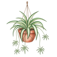 A watercolor illustration showcases a spider plant in a hanging pot.