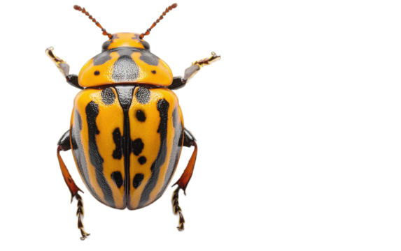 Colorado Potato Beetle on white background,png