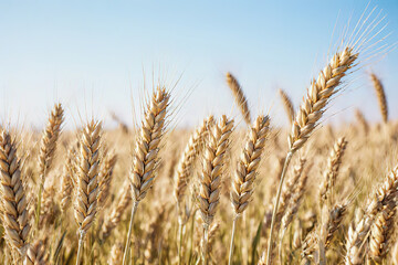 Fototapeta premium Illustration rye field with the sun.created with the help of artificial intelligence.