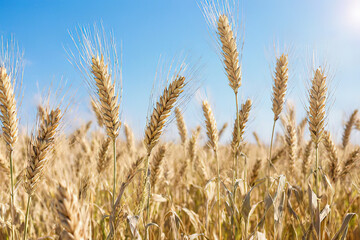 Fototapeta premium Illustration rye field with the sun.created with the help of artificial intelligence.