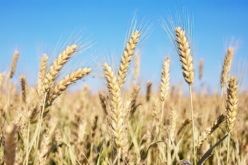 Fototapeta premium Illustration rye field with the sun.created with the help of artificial intelligence.