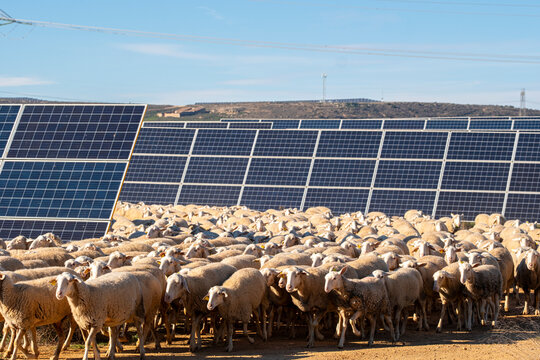 Solar panels with flock of sheep grazing in Zaragoza, Spain, illustrating renewable energy integration with agriculture and sustainable coexistence in modern rural landscapes