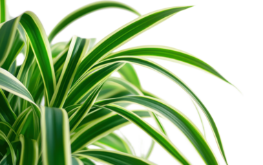 A vibrant Green Spider on white background,png