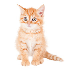 ginger little cat sitting on isolated background