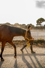 Side view of a young female rider guiding her horse along an equestrian track during the golden...