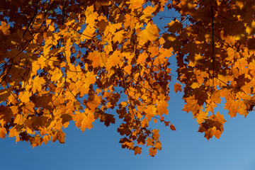 Branch of maple tree with golden orange dry autumn leaves against blue sky.