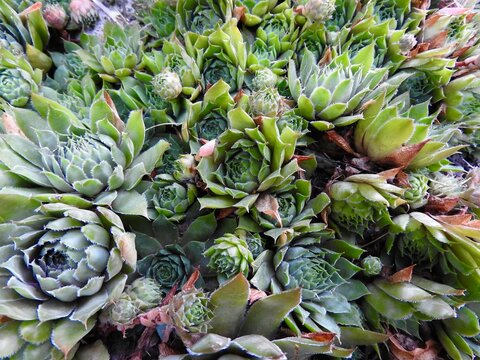 succulents houseleek hens and chicks plants