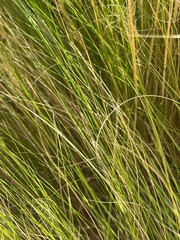 green grass background