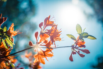 Vibrant orange azalea blossoms glow in bright sunlight against a soft blue sky