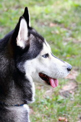husky © Morvay