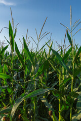 Lush green cornfield with tall stalks reaching towards a clear blue sky, showcasing vibrant leaves and developing ears, representing agricultural growth and abundance