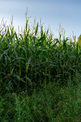 Lush green cornfield with tall stalks reaching towards the sky, surrounded by wild grasses and plants, showcasing the beauty of agricultural landscapes and nature's bounty