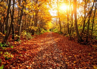 Fototapeta premium Golden Autumn Forest Path Perfect nature background for seasonal, travel, and landscape projects.