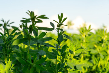 Lush green plants with vibrant leaves growing in a field under a clear blue sky, showcasing the beauty of nature and agricultural growth in a serene environment
