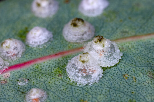 Red gum lerp psyllid (Glycaspis brimblecombei). Conical cover (called a lerp) on Eucalyptus leaf. Larvae live inside. High magnification.