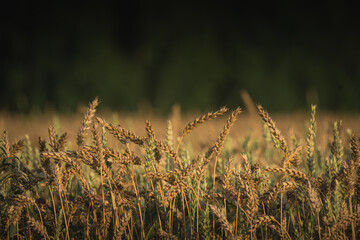 Fototapeta premium Golden wheat field swaying gently in the breeze under soft sunlight, showcasing the beauty of nature and agricultural abundance in a serene landscape