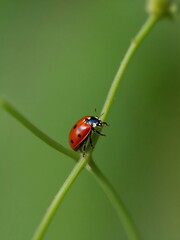 Fototapeta premium A ladybug perched on a slender green stem against a blurred natural background