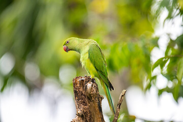 This photograph features a vibrant green Rose-ringed Parakeet perched on a weathered tree stump. Its striking red beak and slender tail feathers stand out against a soft, green, and blurred forest.