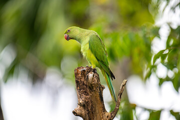 This photograph features a vibrant green Rose-ringed Parakeet perched on a weathered tree stump. Its striking red beak and slender tail feathers stand out against a soft, green, and blurred forest.
