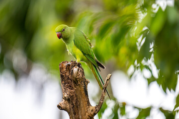 This photograph features a vibrant green Rose-ringed Parakeet perched on a weathered tree stump. Its striking red beak and slender tail feathers stand out against a soft, green, and blurred forest.