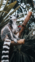 Ring-tailed lemur on a branch, golden eye in backlight, red fruit in paw. A peaceful moment of...