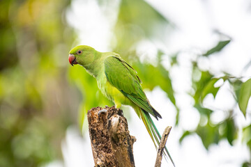 This photograph features a vibrant green Rose-ringed Parakeet perched on a weathered tree stump. Its striking red beak and slender tail feathers stand out against a soft, green, and blurred forest.