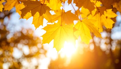 Autumn Maple Leaves Sunlight Warm Colors Nature Background.