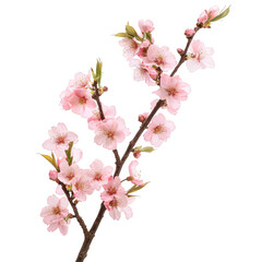 Single pink flower branch with a few pink flowers on it