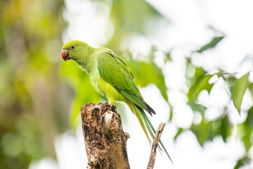 This photograph features a vibrant green Rose-ringed Parakeet perched on a weathered tree stump. Its striking red beak and slender tail feathers stand out against a soft, green, and blurred forest.