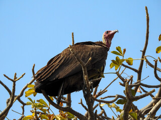 Hooded Vulture Perched in Tree