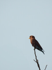 Broad-billed Roller Perched on Branch
