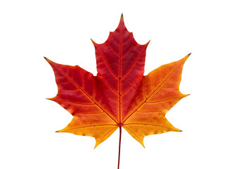 Obraz premium Vibrant autumnal maple leaf against a stark black backdrop, showcasing a gradient of fiery reds and oranges.