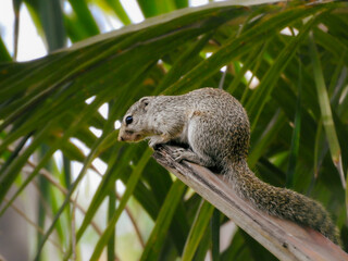 Gambian Sun Squirrel