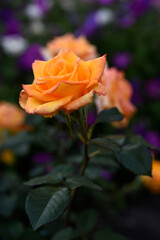Orange roses in the garden. A large rose flower. A bright orange rosebud.