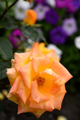 Orange roses in the garden. A large rose flower. A bright orange rosebud.