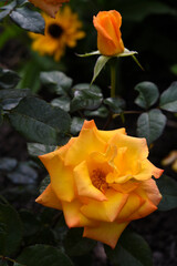 Orange roses in the garden. A large rose flower. A bright orange rosebud.