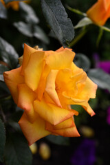 Orange roses in the garden. A large rose flower. A bright orange rosebud.
