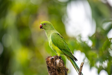This photograph features a vibrant green Rose-ringed Parakeet perched on a weathered tree stump. Its striking red beak and slender tail feathers stand out against a soft, green, and blurred forest.