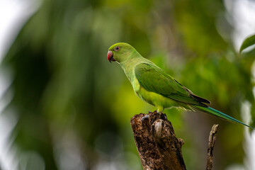 This photograph features a vibrant green Rose-ringed Parakeet perched on a weathered tree stump. Its striking red beak and slender tail feathers stand out against a soft, green, and blurred forest.