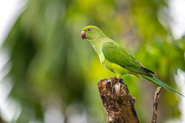 This photograph features a vibrant green Rose-ringed Parakeet perched on a weathered tree stump. Its striking red beak and slender tail feathers stand out against a soft, green, and blurred forest.
