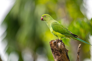 This photograph features a vibrant green Rose-ringed Parakeet perched on a weathered tree stump. Its striking red beak and slender tail feathers stand out against a soft, green, and blurred forest.