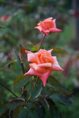 Gentle floral beauty representing romance and harmony in nature.
